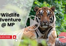 #Wildlife Adventure @ MP (Feb 24, 2024)